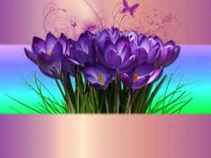 purple, crocuses