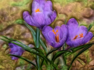 purple, crocuses