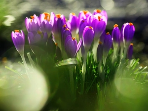 purple, crocuses