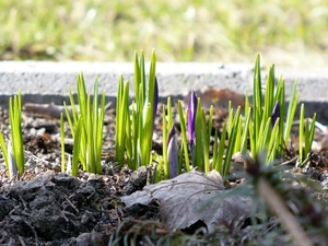 purple, crocuses