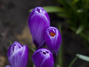 purple, crocuses