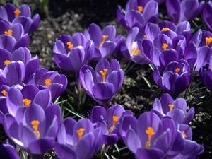 crocuses, Flowers, purple