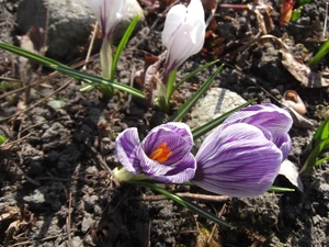 crocuses, white, purple