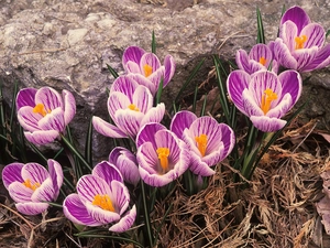 purple, crocuses