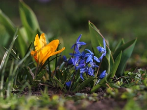 Flowers, Siberian squill, crocuses