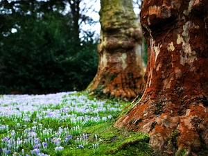 crocuses, trees, trunk