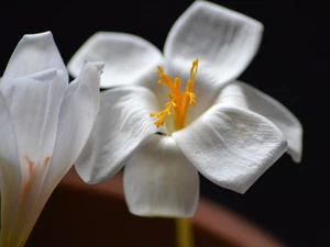 White, crocuses