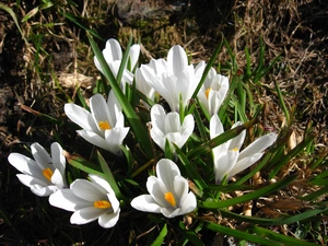 White, crocuses