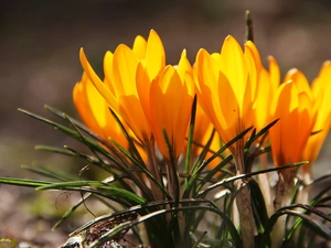 Yellow, crocuses