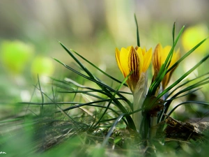 Yellow, crocuses