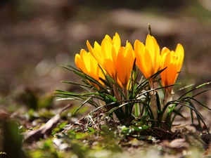 Yellow, crocuses