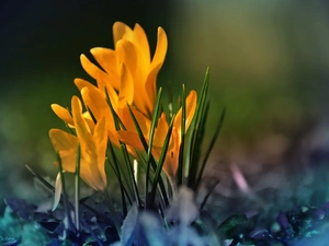 Yellow, crocuses