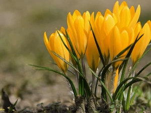 Yellow, crocuses