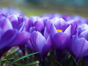 crocuses