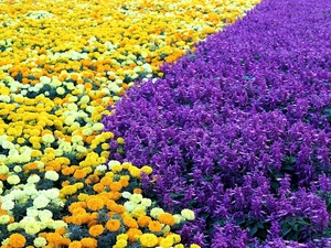 Field, Sage, cultivation, Tagetes