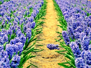 Hyacinths, cultivation