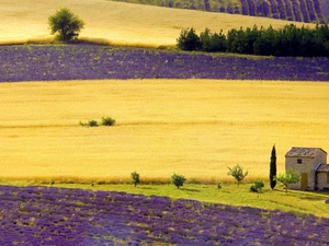 cultivation, Field, lavender