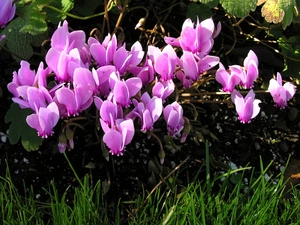 Cyclamen, Green, grass