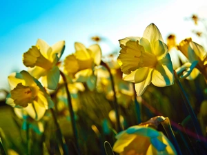 Daffodils