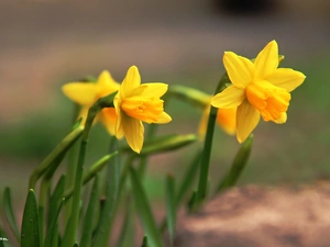 Daffodils