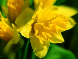 Daffodils