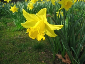 Daffodils