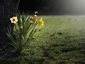 Flowers, Daffodils