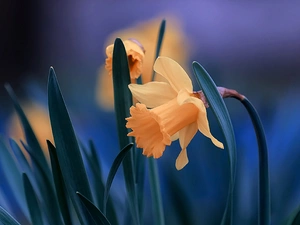 Flowers, Daffodils