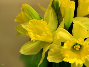 Daffodils, Yellow, Flowers