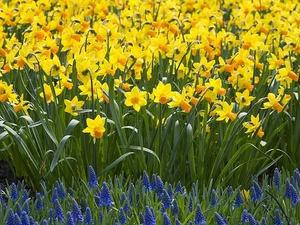 Flowers, Daffodils