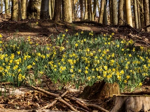 forest, Daffodils