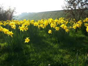 Daffodils, Spring, Meadow