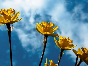 Sky, Daffodils