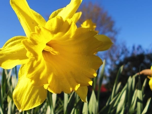 Sky, Daffodils