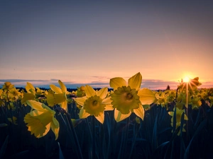 Daffodils, west, sun