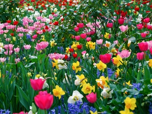 Daffodils, color, Tulips