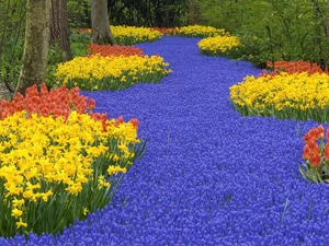 Daffodils, Tulips, many, flowers, forest