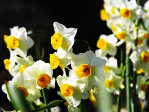 White, Daffodils