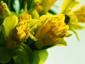 Yellow, Daffodils