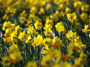 Yellow, Daffodils