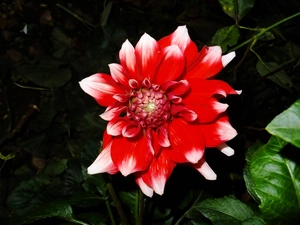 Dalia, red, White