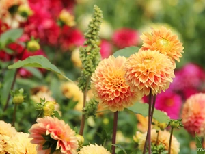 dahlias