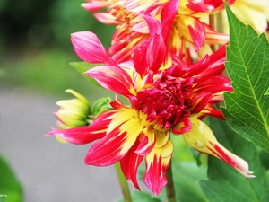 dahlias