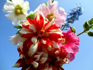 bouquet, Hollyhocks, larkspur, dahlias