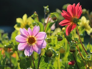 color, dahlias