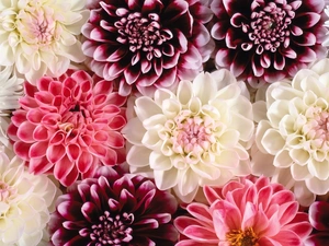 dahlias, Flowers, color