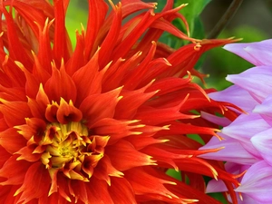 color, dahlias