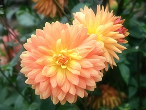 developed, dahlias