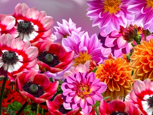 Flowers, Anemones, graphics, dahlias