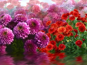 Flowers, Chrysanthemums, graphics, dahlias